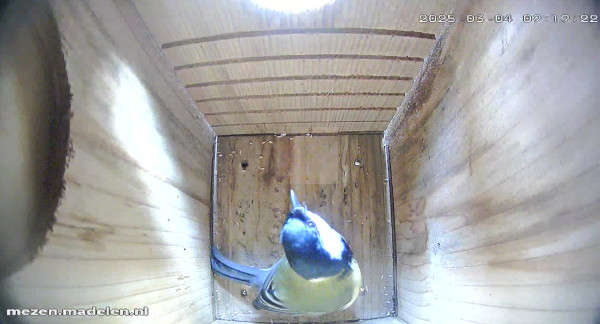 Koolmees in nestkast