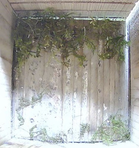 Start nestbouw 8 april 2025