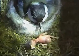Mees is uit nest gevallen