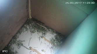 Mos wordt uit nest verwijder 11 uur