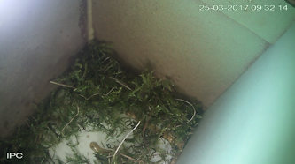 Mos wordt uit nest verwijder 9 uur