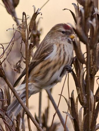 Barmsijs (Vrouw)