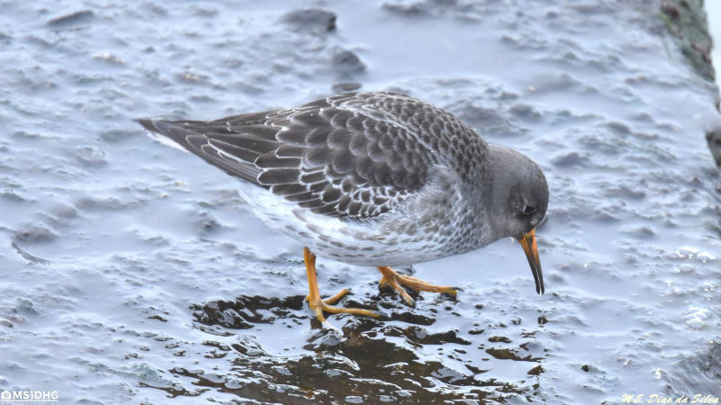 Paarse strandloper