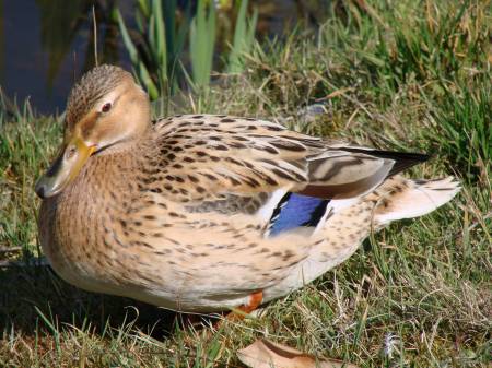 Wilde eend (Vrouw)