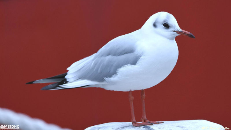 Kokmeeuw