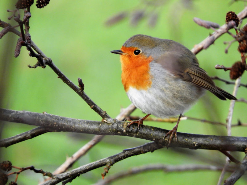 Roodborst