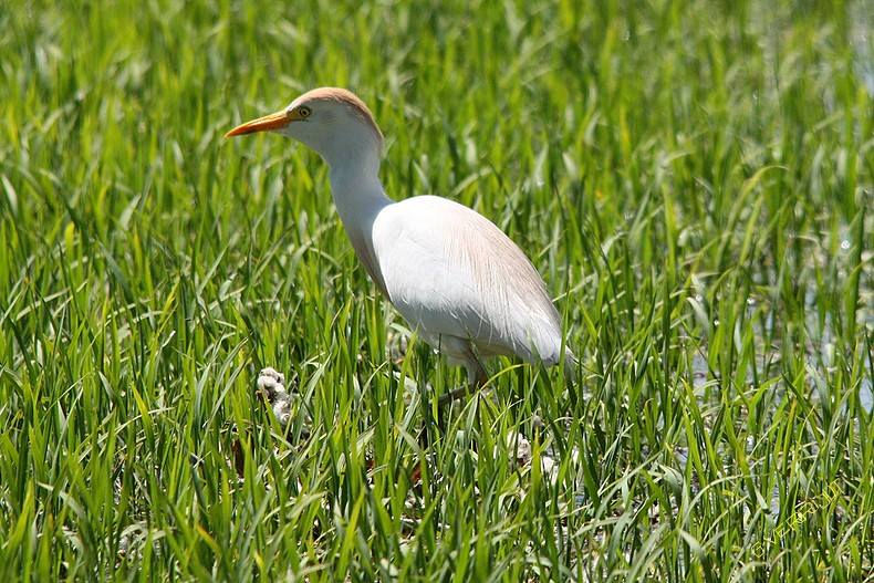 Koereiger