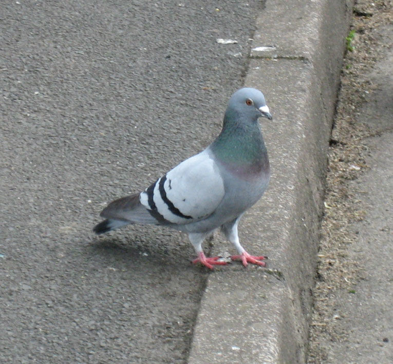 Rotsduif