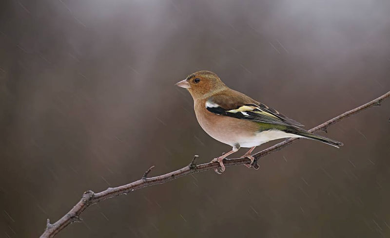 Vink (Vrouw)