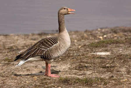 Grauwe gans