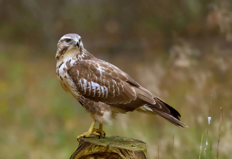 Buizerd