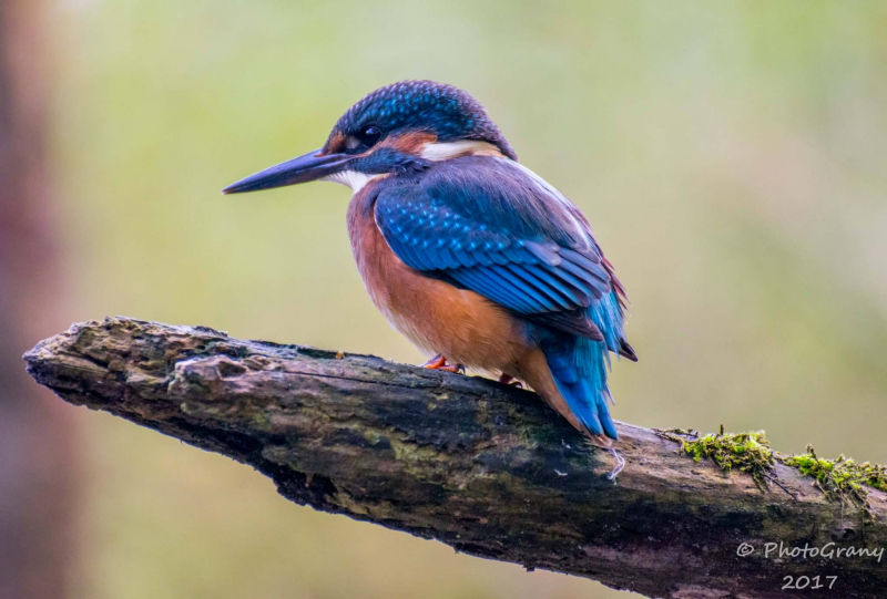 IJsvogel