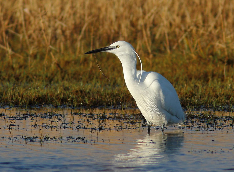 Kleine zilverreiger