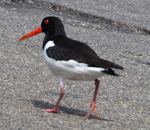 Scholekster