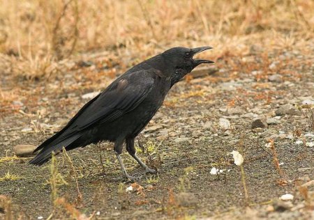 Zwarte kraai