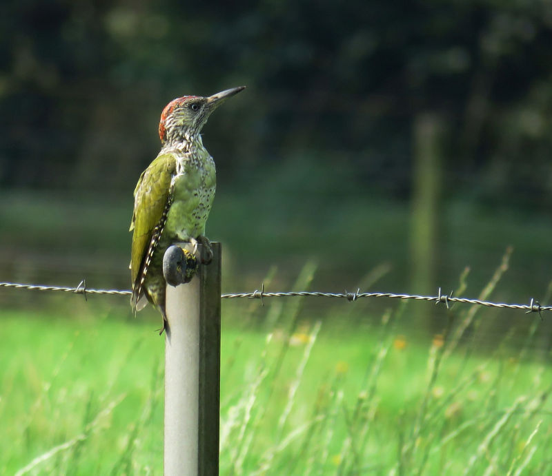 Groene specht