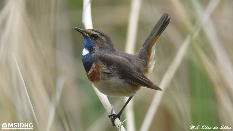 Blauwborst (Man)
