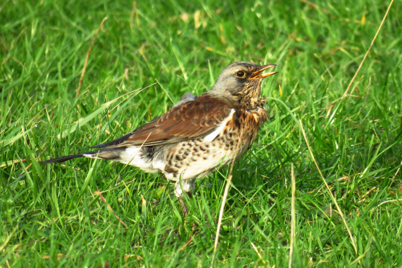 Kramsvogel