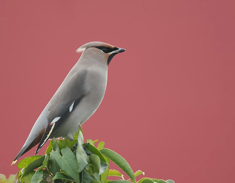 Pestvogel