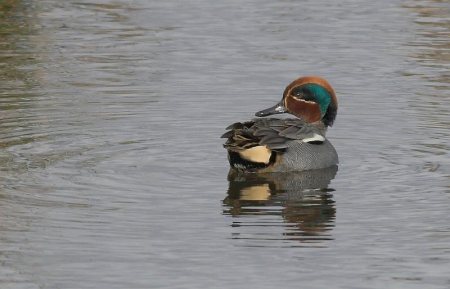 Wintertaling (Man)