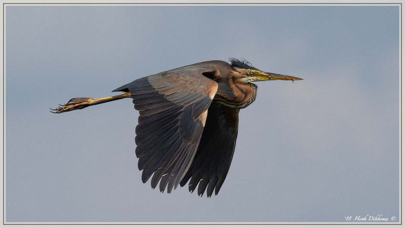 Purperreiger