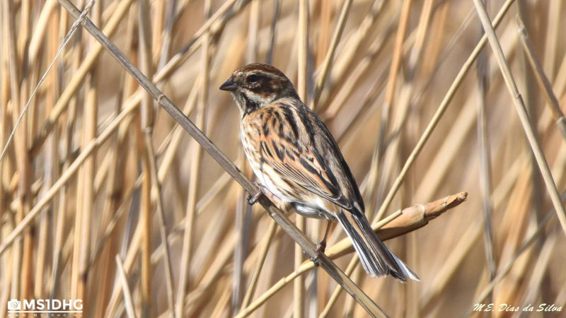 Rietgors (Vrouw)