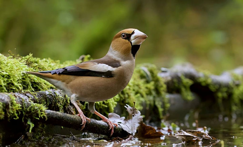 Appelvink