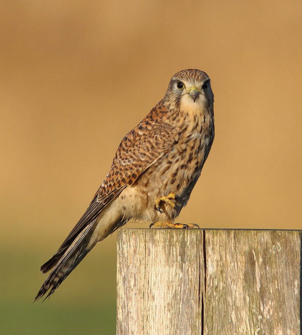 Torenvalk (Vrouw)