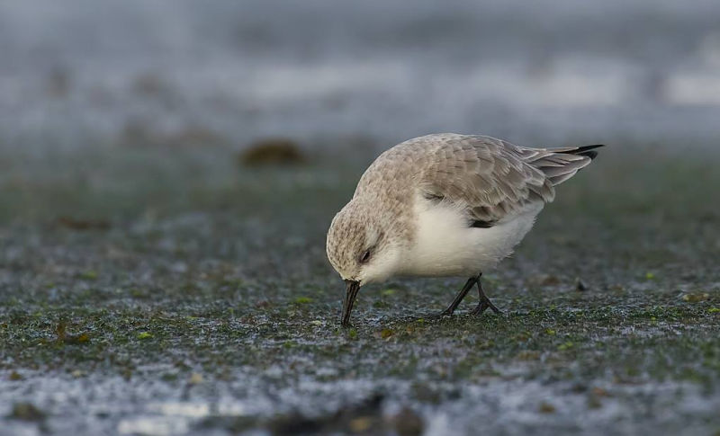 Drieteenstrandloper