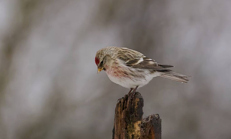 Barmsijs (Man)