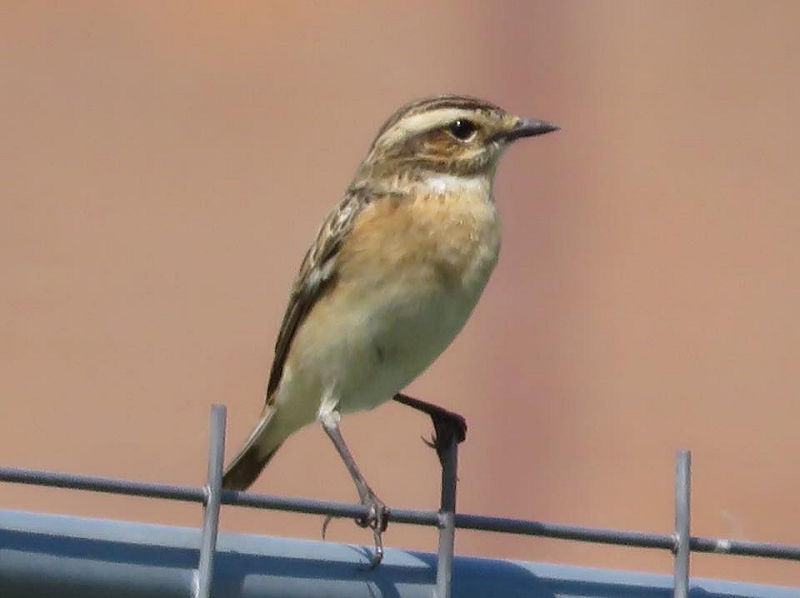Paap (Vrouw)