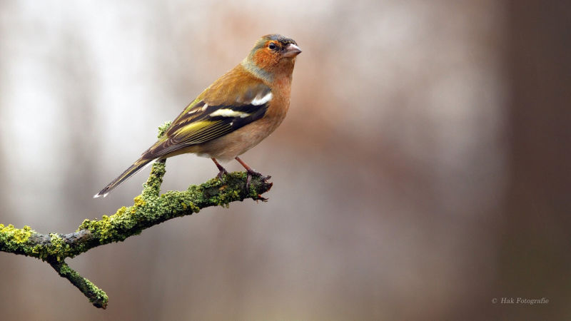 Vink (Man)