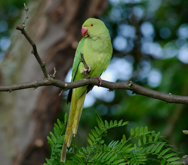 Halsbandparkiet (Vrouw)
