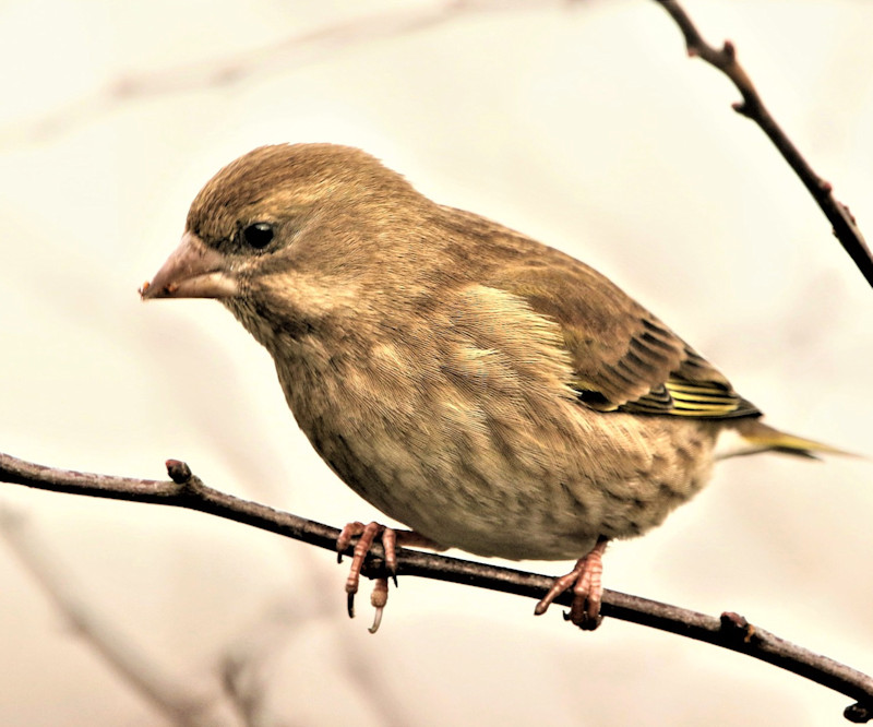 Groenling (Vrouw)