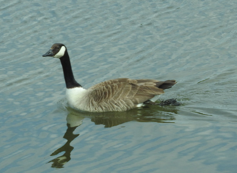 Grote Canadese gans