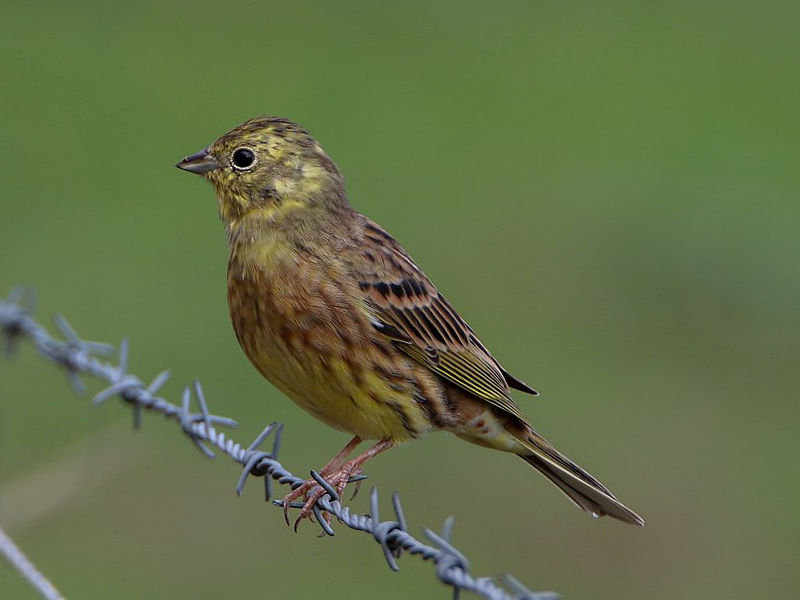 Geelgors (Vrouw)