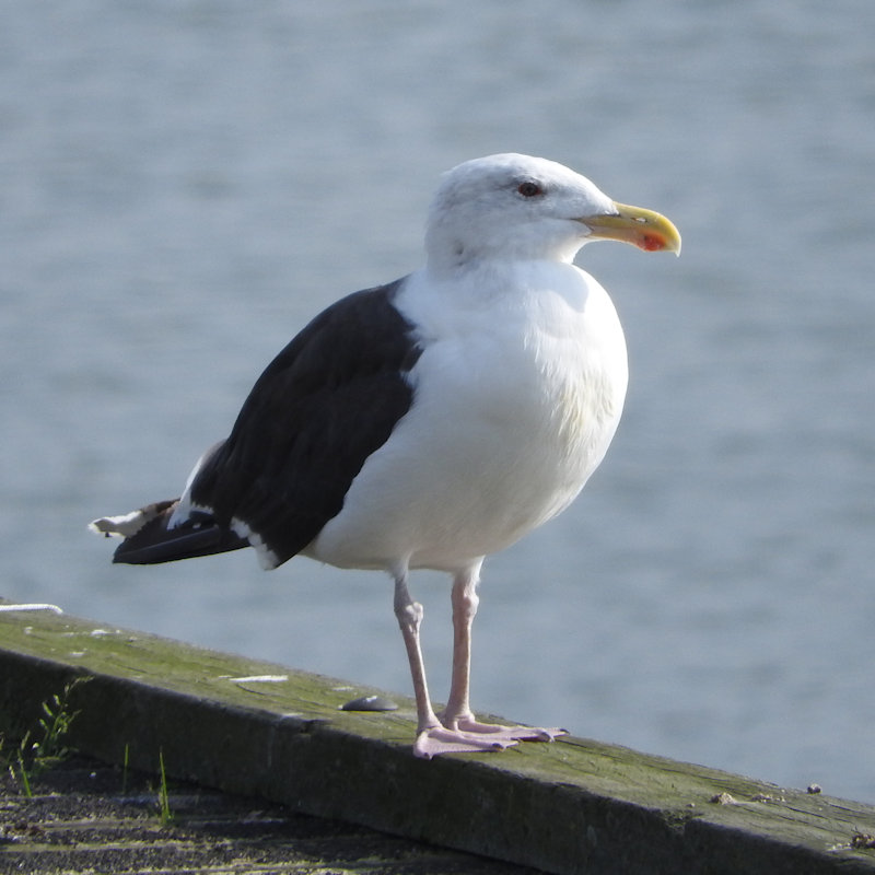 Grote mantelmeeuw