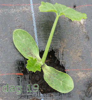 Courgetteplant dag 19