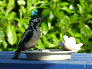 Specht bij vogelbad in tuin